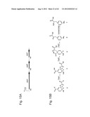  IN Vivo Incorporation of Unnatural Amino Acids diagram and image