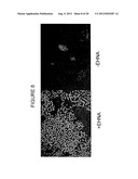 Stem Cell Culture Methods diagram and image