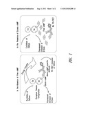 COMPOSITIONS COMPRISING CYCLIC AMP ENHANCERS AND/OR EP LIGANDS, AND     METHODS OF PREPARING AND USING THE SAME diagram and image