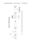 INHIBITION OF TREM RECEPTOR SIGNALING WITH PEPTIDE VARIANTS diagram and image