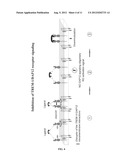 INHIBITION OF TREM RECEPTOR SIGNALING WITH PEPTIDE VARIANTS diagram and image