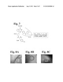 DUAL SMALL MOLECULE INHIBITORS OF CANCER AND ANGIOGENESIS diagram and image