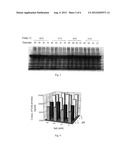  METHOD FOR EXTRACTING RECOMBINANT HUMAN SERUM ALBUMIN FROM TRANSGENIC     RICE GRAIN diagram and image