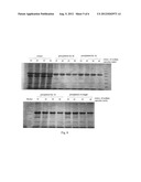  METHOD FOR EXTRACTING RECOMBINANT HUMAN SERUM ALBUMIN FROM TRANSGENIC     RICE GRAIN diagram and image