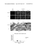 LAMININS, DERIVATIVES, AND COMPOSITIONS INCLUDING SAME AND METHODS FOR     THEIR THERAPEUTIC USE diagram and image