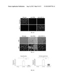 LAMININS, DERIVATIVES, AND COMPOSITIONS INCLUDING SAME AND METHODS FOR     THEIR THERAPEUTIC USE diagram and image