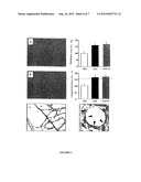 Use Of Adipose Tissue Cells For Initiating The Formation Of A Functional     Vascular Network diagram and image