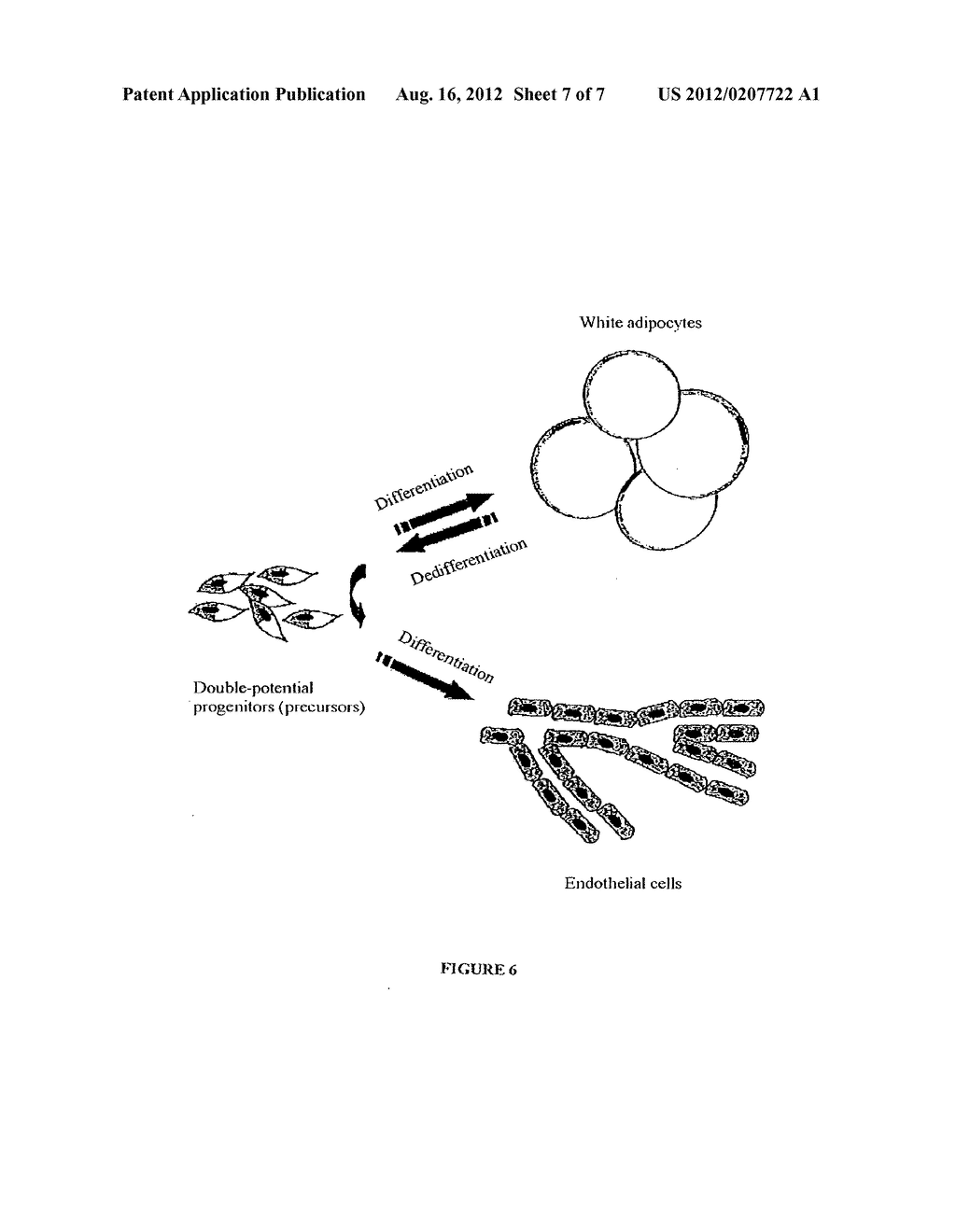 Use Of Adipose Tissue Cells For Initiating The Formation Of A Functional     Vascular Network - diagram, schematic, and image 08