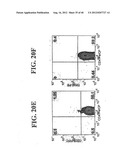 Regulatory T Cells and Their Use in Immunotherapy and Suppression of     Autoimmune Responses diagram and image