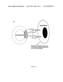 COMPOSITIONS AND METHODS FOR WOUND HEALING diagram and image