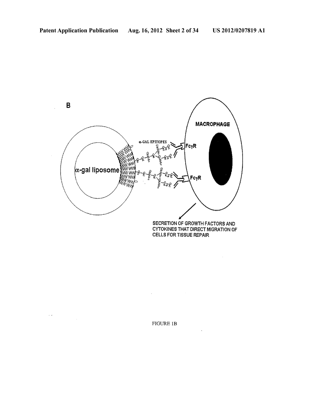 COMPOSITIONS AND METHODS FOR WOUND HEALING - diagram, schematic, and image 03