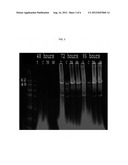 Virion Derived Protein Nanoparticles For Delivering Diagnostic Or     Therapeutic Agents For The Treatment Of Non-Melanoma Skin Cancer diagram and image