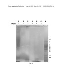 Amniotic Membrane Preparations and Purified Compositions and Therapy for     Scar Reversal and Inhibition diagram and image