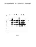 Amniotic Membrane Preparations and Purified Compositions and Therapy for     Scar Reversal and Inhibition diagram and image