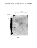 Amniotic Membrane Preparations and Purified Compositions and Therapy for     Scar Reversal and Inhibition diagram and image