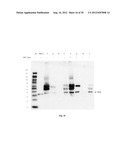 Amniotic Membrane Preparations and Purified Compositions and Therapy for     Scar Reversal and Inhibition diagram and image