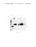 Amniotic Membrane Preparations and Purified Compositions and Therapy for     Scar Reversal and Inhibition diagram and image