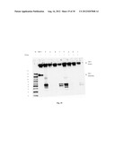 Amniotic Membrane Preparations and Purified Compositions and Therapy for     Scar Reversal and Inhibition diagram and image