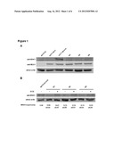 MSH3 Expression Status Determines the Responsiveness of Cancer Cells to     the Chemotherapeutic Treatment with PARP Inhibitors and Platinum Drugs diagram and image