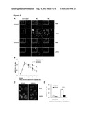 MSH3 Expression Status Determines the Responsiveness of Cancer Cells to     the Chemotherapeutic Treatment with PARP Inhibitors and Platinum Drugs diagram and image