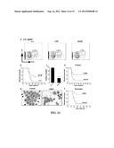 DIAGNOSTIC AND TREATMENT FOR CHRONIC AND ACUTE PHASE MYELOID LEUKEMIA diagram and image