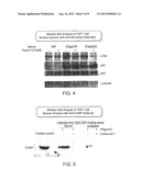 COMPOSITIONS AND METHODS FOR MODULATING C-REL-DEPENDENT CYTOKINE     PRODUCTION diagram and image