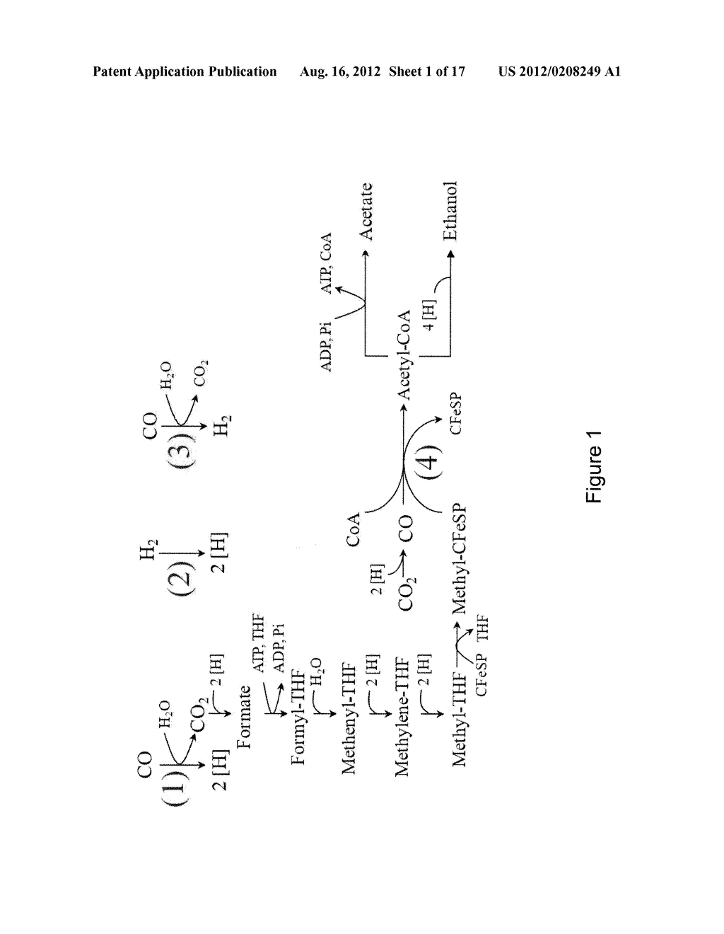 MICROORGANISMS AND METHODS FOR CONVERSION OF SYNGAS AND OTHER CARBON     SOURCES TO USEFUL PRODUCTS - diagram, schematic, and image 02