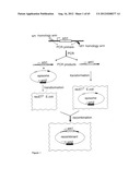 NOVEL DNA CLONING METHOD RELYING ON THE E.COLI recE/recT RECOMBINATION     SYSTEM diagram and image