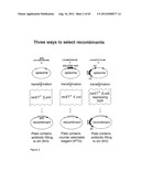 NOVEL DNA CLONING METHOD RELYING ON THE E.COLI recE/recT RECOMBINATION     SYSTEM diagram and image