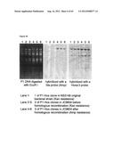 NOVEL DNA CLONING METHOD RELYING ON THE E.COLI recE/recT RECOMBINATION     SYSTEM diagram and image