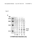 NOVEL DNA CLONING METHOD RELYING ON THE E.COLI recE/recT RECOMBINATION     SYSTEM diagram and image