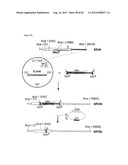 NOVEL DNA CLONING METHOD RELYING ON THE E.COLI recE/recT RECOMBINATION     SYSTEM diagram and image