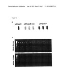 NOVEL DNA CLONING METHOD RELYING ON THE E.COLI recE/recT RECOMBINATION     SYSTEM diagram and image