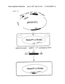 NOVEL DNA CLONING METHOD RELYING ON THE E.COLI recE/recT RECOMBINATION     SYSTEM diagram and image