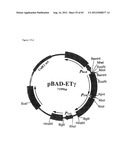 NOVEL DNA CLONING METHOD RELYING ON THE E.COLI recE/recT RECOMBINATION     SYSTEM diagram and image