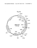 NOVEL DNA CLONING METHOD RELYING ON THE E.COLI recE/recT RECOMBINATION     SYSTEM diagram and image