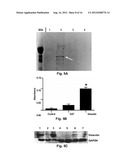 Carcinoma Homing Peptide (CHP), Its Analogs, and Methods of Using diagram and image