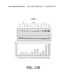 ANTIGEN BINDING PROTEINS TO PROPROTEIN CONVERTASE SUBTILISIN KEXIN TYPE 9     (PCSK9) diagram and image