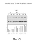 ANTIGEN BINDING PROTEINS TO PROPROTEIN CONVERTASE SUBTILISIN KEXIN TYPE 9     (PCSK9) diagram and image