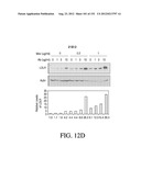 ANTIGEN BINDING PROTEINS TO PROPROTEIN CONVERTASE SUBTILISIN KEXIN TYPE 9     (PCSK9) diagram and image