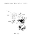 ANTIGEN BINDING PROTEINS TO PROPROTEIN CONVERTASE SUBTILISIN KEXIN TYPE 9     (PCSK9) diagram and image