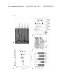 CARBONIC ANHYDRASE I SERVING AS NOVEL ANTIGEN TO BE USED FOR TREATMENT OF     AUTOIMMUNE DISEASES diagram and image