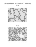 NOVEL EUROPEAN PRRSV STRAIN diagram and image