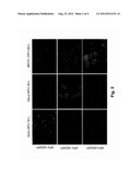 RNASCOPE.RTM. HPV ASSAY FOR DETERMINING HPV STATUS IN HEAD AND NECK     CANCERS AND CERVICAL LESIONS diagram and image