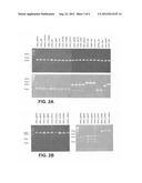 DIAGNOSTIC ASSAYS FOR CHORDOPOXVIRUSES diagram and image