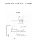 DIAGNOSTIC ASSAYS FOR CHORDOPOXVIRUSES diagram and image