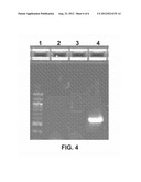 DIAGNOSTIC ASSAYS FOR CHORDOPOXVIRUSES diagram and image