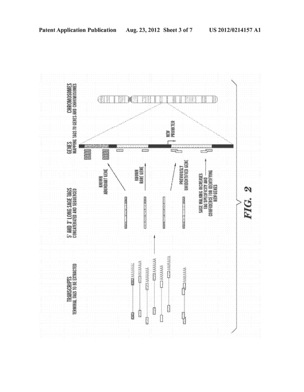 METHOD TO GENERATE OR DETERMINE NUCLEIC ACID TAGS CORRESPONDING TO THE     TERMINAL ENDS OF DNA MOLECULES USING SEQUENCES ANALYSIS OF GENE     EXPRESSION (TERMINAL SAGE) - diagram, schematic, and image 04