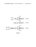 METHODS AND COMPOSITIONS FOR DETECTING AND QUANTIFYING sAPPbeta diagram and image