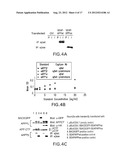 METHODS AND COMPOSITIONS FOR DETECTING AND QUANTIFYING sAPPbeta diagram and image